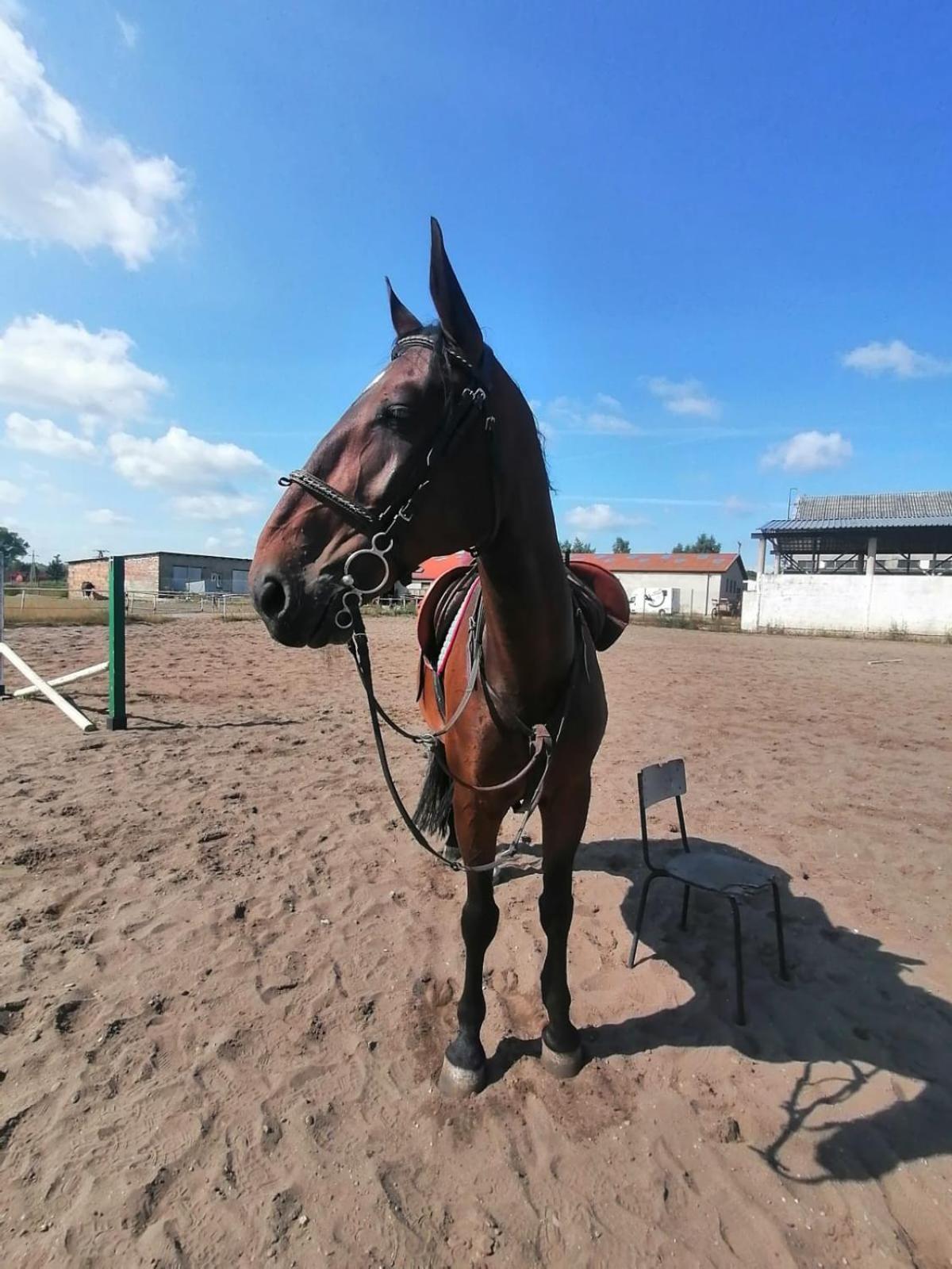 Noclegi Przy Stajni Senny - Horse Riding 莱鲍 外观 照片